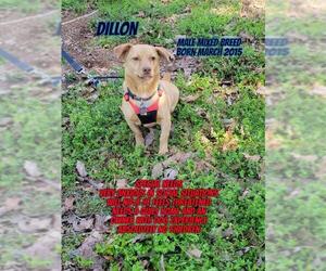 Dachshund-Unknown Mix Dogs for adoption in Huddleston, VA, USA