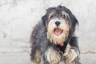 Tibetan Terrier Dogs for adoption in West Hollywood, CA, USA