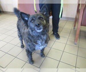 Mutt Dogs for adoption in Ocala, FL, USA