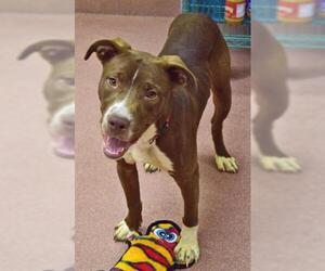 Lab-Pointer Dogs for adoption in Ogden, UT, USA