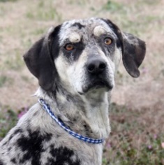 Catahoula Leopard Dog Dogs for adoption in Natchitoches, LA, USA