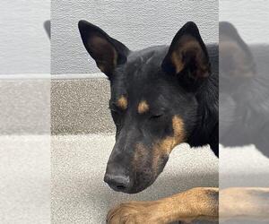 German Shepherd Dog-Unknown Mix Dogs for adoption in Las Vegas, NV, USA