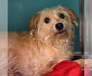 Mutt Dogs for adoption in San Antonio, TX, USA