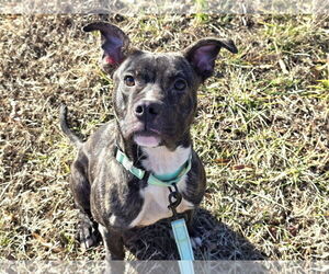 American Pit Bull Terrier-Unknown Mix Dogs for adoption in Millersville, MD, USA