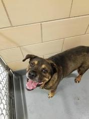 Boxweiler Dogs for adoption in Mission, KS, USA