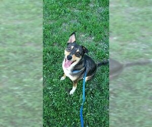 German Shepherd Dog Dogs for adoption in Denison, TX, USA