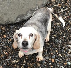 Beagle Dogs for adoption in Washougal, WA, USA