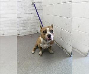 American Pit Bull Terrier Dogs for adoption in San Bernardino, CA, USA