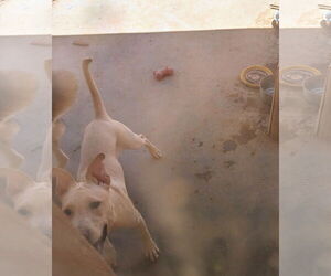 American Staffordshire Terrier-Labrador Retriever Mix Dogs for adoption in Pena Blanca, NM, USA