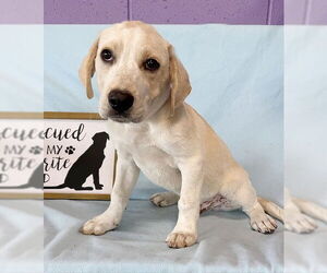 Mutt Dogs for adoption in Genesee, WI, USA