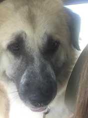 Anatolian Shepherd-Unknown Mix Dogs for adoption in Azle, TX, USA