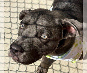 Labrador Retriever-Unknown Mix Dogs for adoption in Tulsa, OK, USA