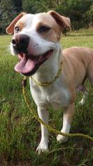 Boxador Dogs for adoption in Jefferson, TX, USA