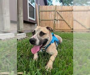 American Pit Bull Terrier-Labrador Retriever Mix Dogs for adoption in Houston, TX, USA