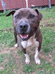 Bulldog Dogs for adoption in Franklin, TN, USA