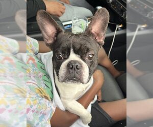 French Bulldog Dogs for adoption in Fort Lauderdale, FL, USA