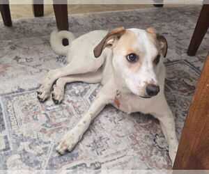 Siberian Husky-Unknown Mix Dogs for adoption in Minneapolis, MN, USA