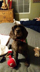 Cocker Spaniel Dogs for adoption in Longview, TX, USA