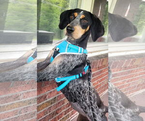 Bluetick Coonhound-Unknown Mix Dogs for adoption in Hinton, WV, USA