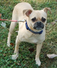 Medium Photo #1 Pug Puppy For Sale in Winder, GA, USA