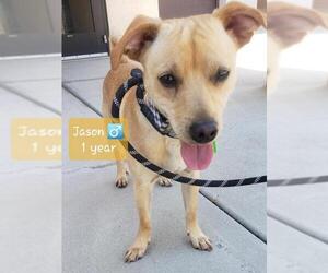 Chug Dogs for adoption in La Mesa, CA, USA