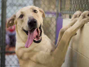 Medium Photo #1 Great Dane-Labrador Retriever Mix Puppy For Sale in Anchorage, AK, USA