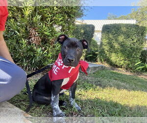 American Bulldog-Unknown Mix Dogs for adoption in Sanford, FL, USA