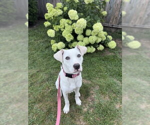 Labrador Retriever-Unknown Mix Dogs for adoption in Oakhurst, NJ, USA