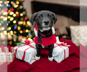 Boxador Dogs for adoption in Vail, AZ, USA