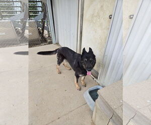 German Shepherd Dog Dogs for adoption in Maquoketa, IA, USA