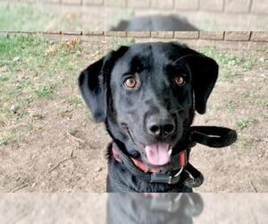 Labrador Retriever Dogs for adoption in Tulsa, OK, USA