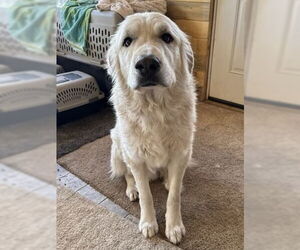 Great Pyrenees Dogs for adoption in PEYTON, CO, USA