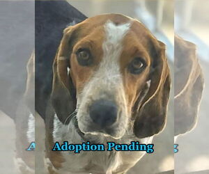 Beagle Dogs for adoption in Dunnellon, FL, USA