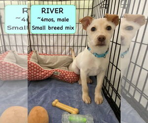 Mutt Dogs for adoption in Bridgewater, NJ, USA
