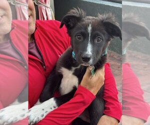 Border-Aussie Dogs for adoption in Newport Beach, CA, USA
