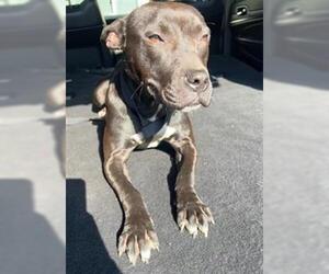 Mutt Dogs for adoption in Louisville, KY, USA