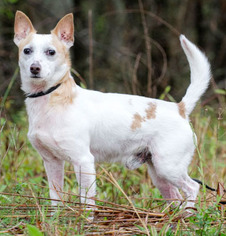 Medium Photo #1 Jack Chi Puppy For Sale in Griffin, GA, USA