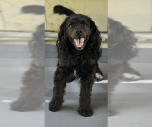 Cocker Spaniel-Unknown Mix Dogs for adoption in Oak Bluffs, MA, USA