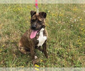 Bullboxer Pit Dogs for adoption in McKinleyville, CA, USA