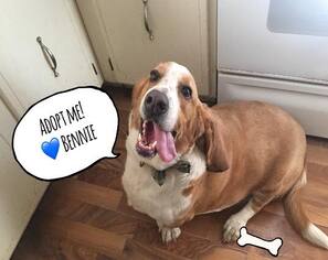 Basset Hound Dogs for adoption in Belleuve, NE, USA