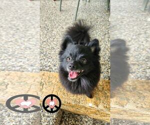 Pomeranian Dogs for adoption in Lebanon, PA, USA