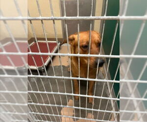 Labrador Retriever-Unknown Mix Dogs for adoption in Texas City, TX, USA