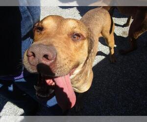 Labrador Retriever-Unknown Mix Dogs for adoption in Ocala, FL, USA