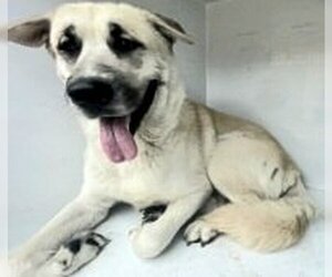 Anatolian Shepherd-Unknown Mix Dogs for adoption in Houston, TX, USA