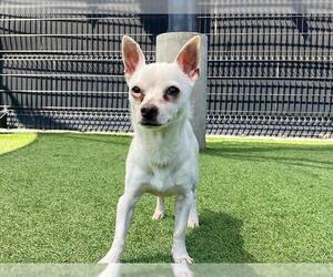 Chihuahua Dogs for adoption in Orange, CA, USA