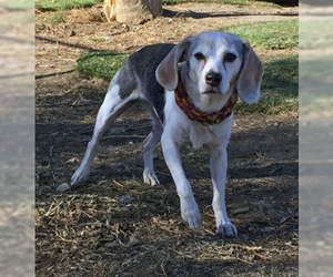 Beagle-Unknown Mix Dogs for adoption in Ventura, CA, USA