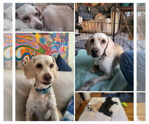 Cockapoo Dogs for adoption in Catasauqua, PA, USA