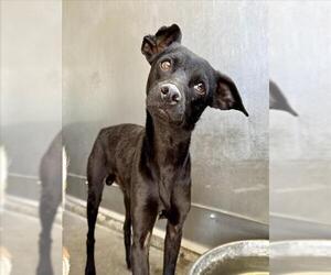 Chihuahua Dogs for adoption in San Bernardino, CA, USA