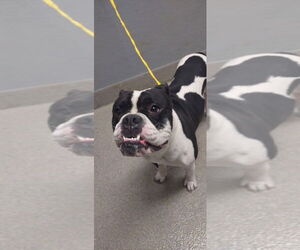 Bulldog-Unknown Mix Dogs for adoption in Las Vegas, NV, USA