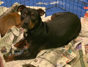 Rottweiler Dogs for adoption in Phoenix , AZ, USA
